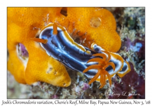 Josh's Chromodoris variation