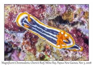 Magnificent Chromodoris