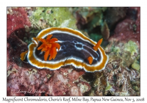 Magnificent Chromodoris