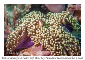 Pink Anemonefish