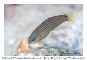 Richmond's Wrasse intermediate phase