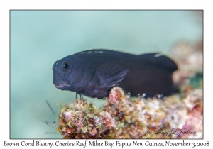 Brown Coral Blenny