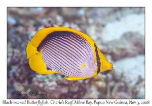 Black-backed Butterflyfish