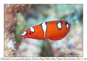 Yellowtail Coris juvenile phase