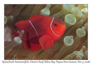 Spinecheek Anemonefish