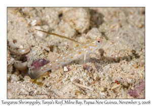 Tangaroa Shrimpgoby