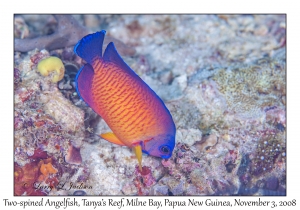 Two-spined Angelfish