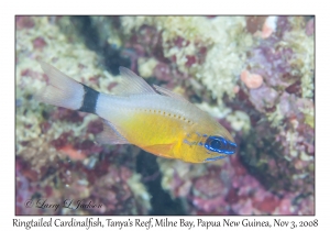 Ringtailed Cardinalfish