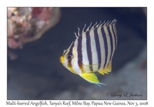 Multi-barred Angelfish