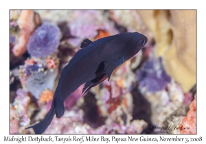 Midnight Dottyback