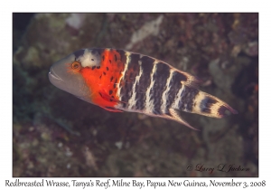 Redbreasted Wrasse