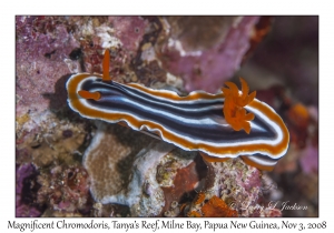 Magnificent Chromodoris