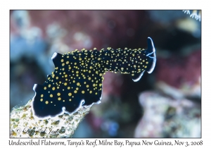 Undescribed Flatworm