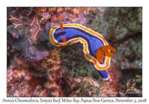 Anna's Chromodoris