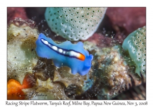 Racing Stripe Flatworm