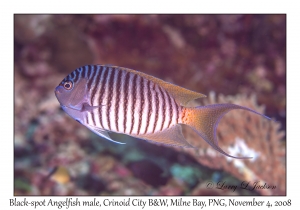 Black-spot Angelfish male