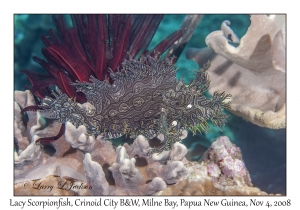 Lacy Scorpionfish