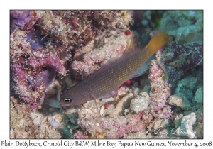 Plain Dottyback