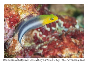 Doublestriped Dottyback