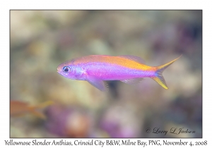 Yellownose Slender Anthias