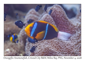 Orangefin Anemonefish