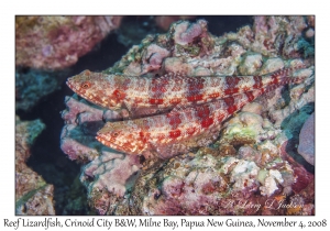 Reef Lizardfish