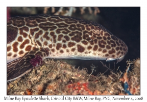 Milne Bay Epaulette Shark