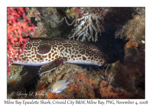 Milne Bay Epaulette Shark