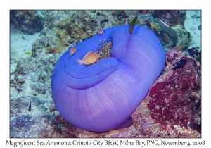 Magnificent Sea Anemone