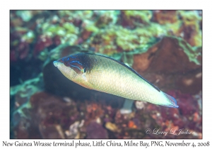 New Guinea Wrasse terminal phase