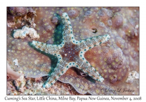 Cuming's Sea Star