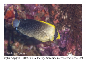 Graytail Angelfish