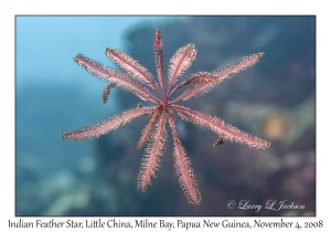 Indian Feather Star