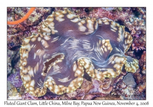 Fluted Giant Clam