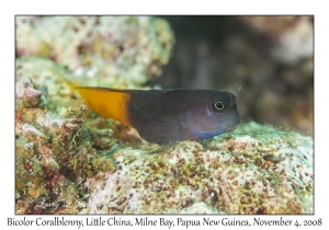 Bicolor Coralblenny