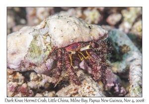 Dark Knee Hermit Crab