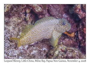 Leopard Blenny