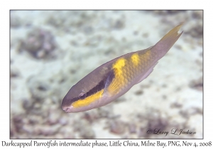 Darkcapped Parrotfish intermediate phase