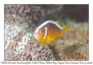 White-bonnet Anemonefish