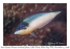 New Guinea Wrasse terminal phase