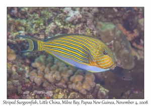 Striped Surgeonfish