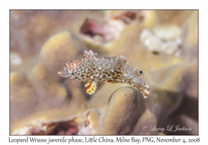 Leopard Wrasse juvenile phase