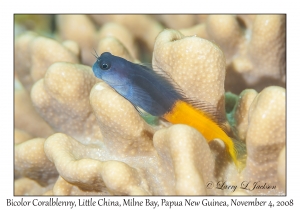 Bicolor Coralblenny