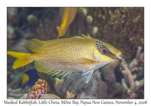 Masked Rabbitfish