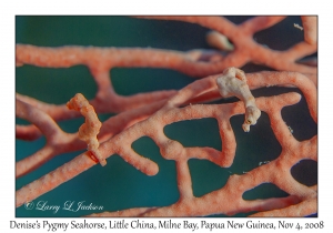 Denise's Pygmy Seahorses