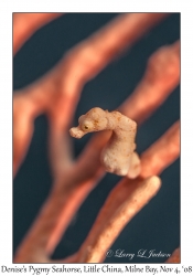 Denise's Pygmy Seahorse