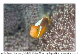 White-bonnet Anemonefish