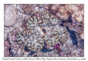 Fluted Giant Clam