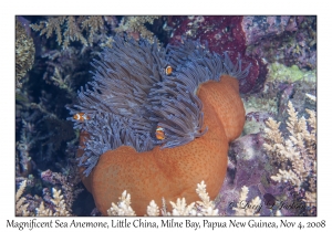 Magnificent Sea Anemone