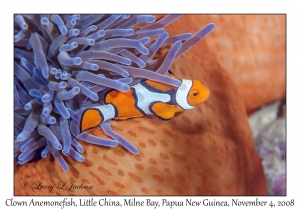 Clown Anemonefish